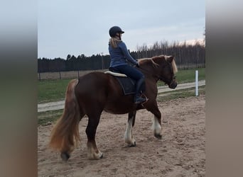 Poolse kar Bloed, Merrie, 7 Jaar, 166 cm, Vos