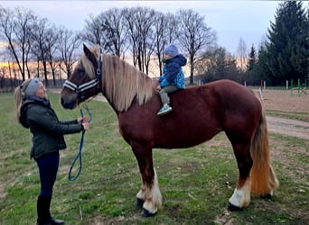 Poolse kar Bloed, Merrie, 7 Jaar, 166 cm, Vos