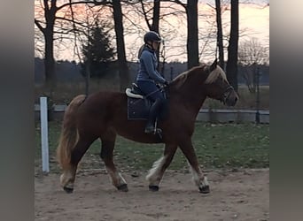 Poolse kar Bloed, Merrie, 7 Jaar, 166 cm, Vos