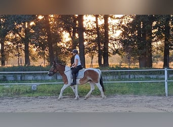 Poolse kar Bloed, Merrie, 8 Jaar, 155 cm, Gevlekt-paard