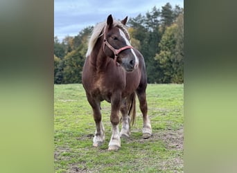Poolse kar Bloed, Merrie, 8 Jaar, 155 cm, Vos