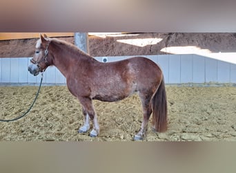 Poolse kar Bloed, Merrie, 8 Jaar, 156 cm, Bruin