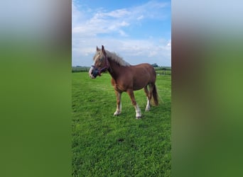 Poolse kar Bloed, Merrie, 9 Jaar, 155 cm, Vos