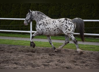 Poolse kar Bloed Mix, Merrie, 9 Jaar, 162 cm, Appaloosa