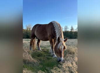 Poolse kar Bloed, Merrie, 9 Jaar, 165 cm, Lichtbruin