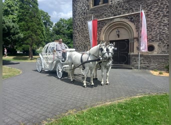 Poolse kar Bloed, Ruin, 10 Jaar, 160 cm, Schimmel