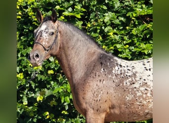 Poolse kar Bloed, Ruin, 2 Jaar, 161 cm, Appaloosa