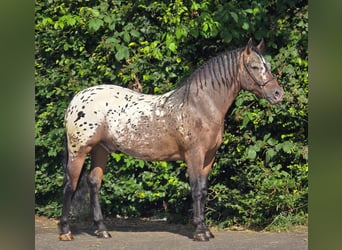 Poolse kar Bloed, Ruin, 2 Jaar, 161 cm, Appaloosa