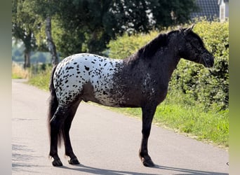 Poolse kar Bloed, Ruin, 2 Jaar, 162 cm, Appaloosa