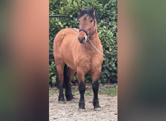 Poolse kar Bloed, Ruin, 3 Jaar, 146 cm, Lichtbruin