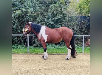 Poolse kar Bloed Mix, Ruin, 3 Jaar, 152 cm, Gevlekt-paard