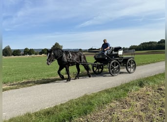 Poolse kar Bloed Mix, Ruin, 3 Jaar, 156 cm, Zwart