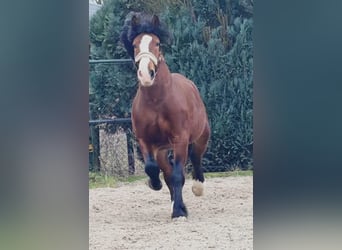 Poolse kar Bloed, Ruin, 3 Jaar, 161 cm, Bruin
