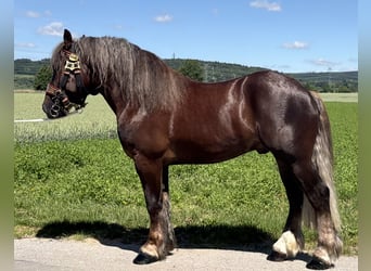 Poolse kar Bloed, Ruin, 3 Jaar, 164 cm, Donkere-vos