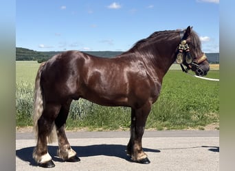 Poolse kar Bloed, Ruin, 3 Jaar, 164 cm, Donkere-vos