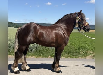 Poolse kar Bloed, Ruin, 3 Jaar, 164 cm, Donkere-vos