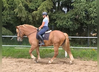 Poolse kar Bloed Mix, Ruin, 3 Jaar, 166 cm, Vos