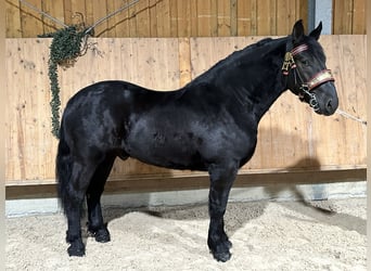 Poolse kar Bloed, Ruin, 3 Jaar, 172 cm, Zwart