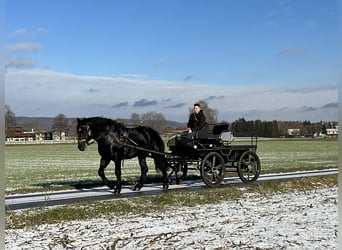 Poolse kar Bloed, Ruin, 3 Jaar, 172 cm, Zwart