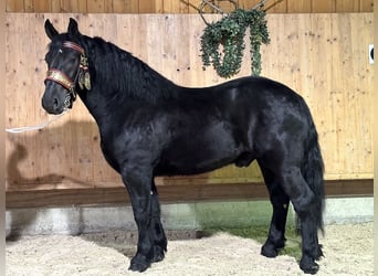 Poolse kar Bloed, Ruin, 3 Jaar, 172 cm, Zwart