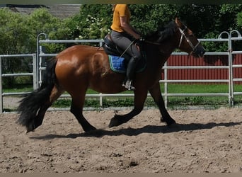 Poolse kar Bloed, Ruin, 4 Jaar, 155 cm, Lichtbruin