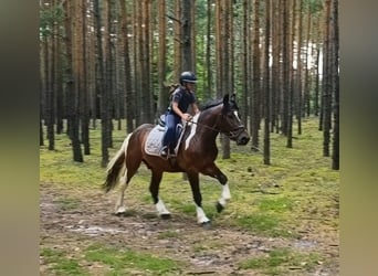 Poolse kar Bloed Mix, Ruin, 4 Jaar, 156 cm, Gevlekt-paard
