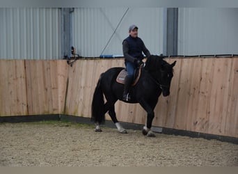 Poolse kar Bloed Mix, Ruin, 4 Jaar, 157 cm, Gevlekt-paard
