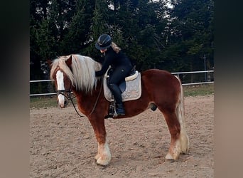 Poolse kar Bloed, Ruin, 4 Jaar, 160 cm, Donkere-vos