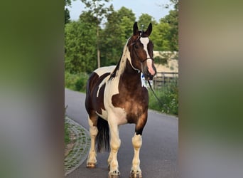 Poolse kar Bloed, Ruin, 4 Jaar, 164 cm, Gevlekt-paard