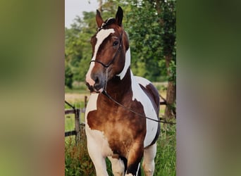 Poolse kar Bloed, Ruin, 4 Jaar, 164 cm, Gevlekt-paard