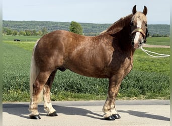 Poolse kar Bloed, Ruin, 4 Jaar, 165 cm, Donkere-vos