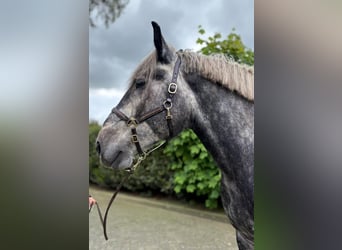 Poolse kar Bloed, Ruin, 4 Jaar, 175 cm, Appelschimmel