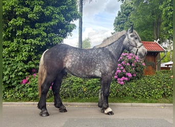 Poolse kar Bloed, Ruin, 4 Jaar, 175 cm, Appelschimmel