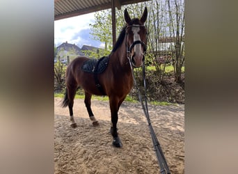 Poolse kar Bloed, Ruin, 5 Jaar, 176 cm, Brauner