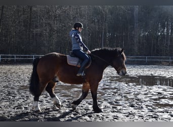 Poolse kar Bloed, Ruin, 7 Jaar, 166 cm, Bruin