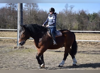 Poolse kar Bloed, Ruin, 7 Jaar, 166 cm, Bruin