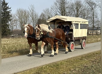 Poolse kar Bloed, Ruin, 7 Jaar, 167 cm, Vos