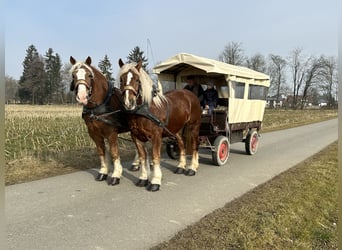 Poolse kar Bloed, Ruin, 7 Jaar, 167 cm, Vos