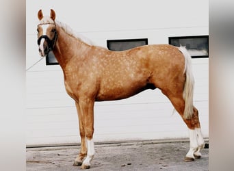 Poolse rijpaard, Hengst, 3 Jaar, 167 cm, Palomino
