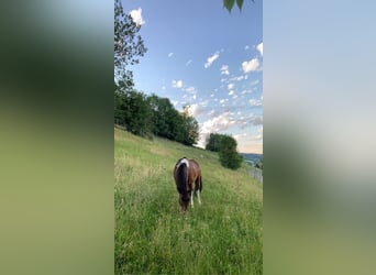 Poolse rijpaard Mix, Merrie, 10 Jaar, 135 cm, Gevlekt-paard