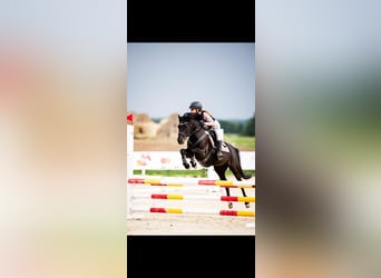Poolse rijpaard, Merrie, 10 Jaar, 136 cm, Zwart