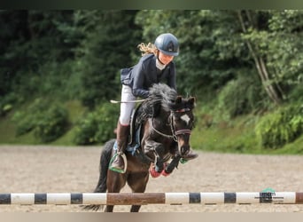 Poolse rijpaard, Merrie, 11 Jaar, 110 cm, Zwart