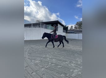 Poolse rijpaard, Merrie, 12 Jaar, 140 cm, Zwart