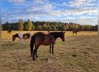 Poolse rijpaard Mix, Merrie, 12 Jaar, 151 cm, Bruin