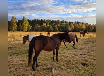 Polnisches Reitpony Mix, Stute, 12 Jahre, 151 cm, Brauner