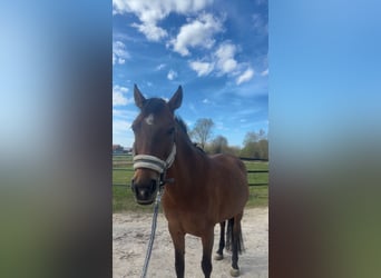 Poolse rijpaard, Merrie, 15 Jaar, 147 cm, Bruin