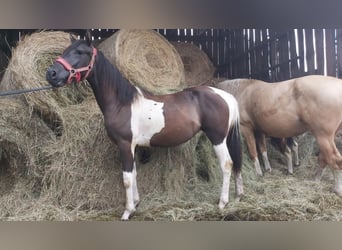 Poolse rijpaard Mix, Merrie, 1 Jaar, 150 cm, Gevlekt-paard