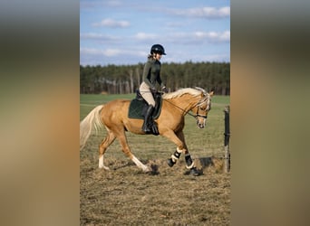 Poolse rijpaard, Merrie, 4 Jaar, 146 cm, Palomino