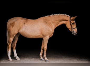 Poolse rijpaard, Merrie, 4 Jaar, 146 cm, Palomino