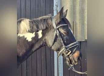 Poolse rijpaard, Merrie, 4 Jaar, 154 cm, Gevlekt-paard